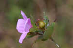 Fringed meadowbeauty